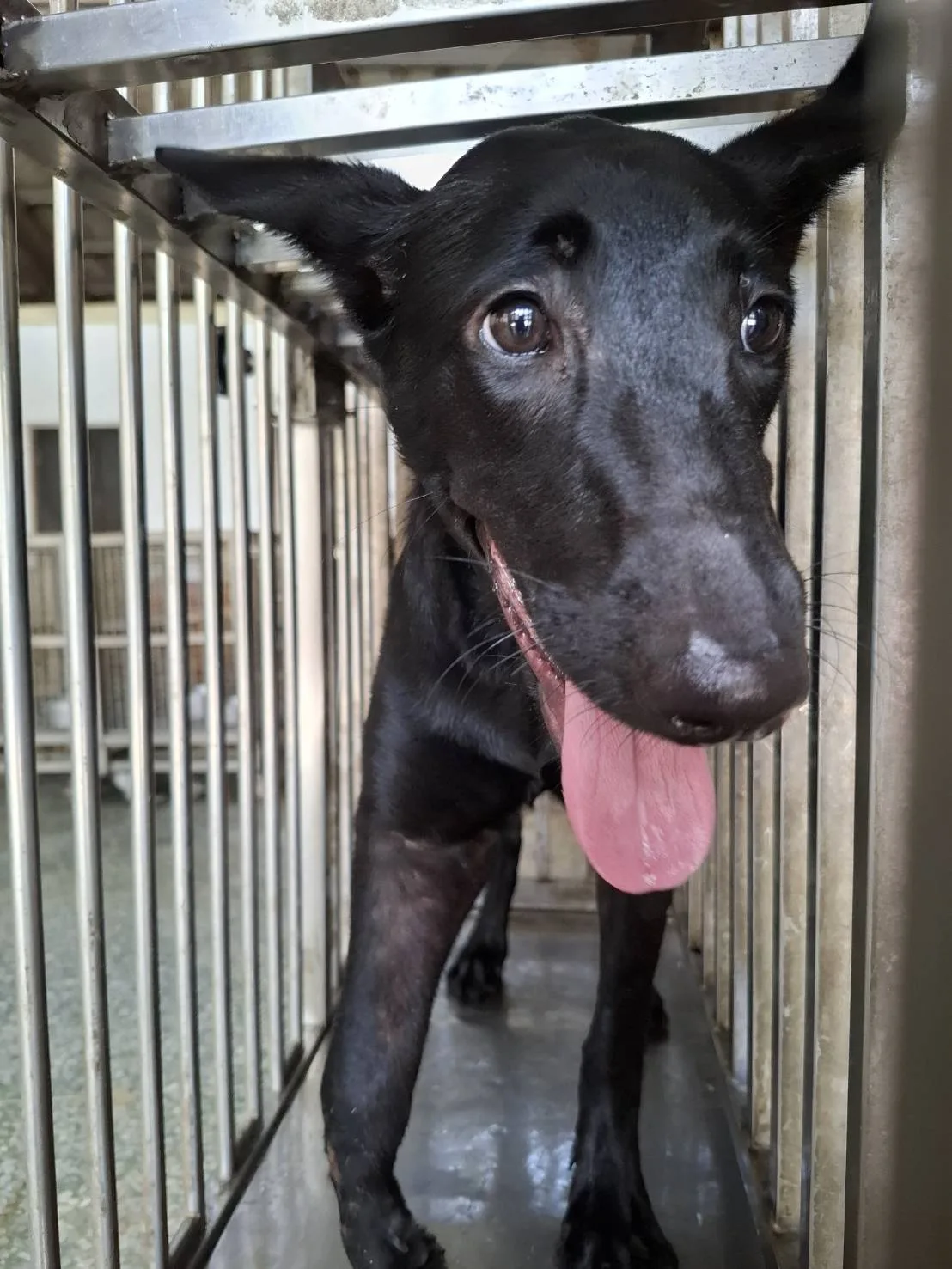 混種犬