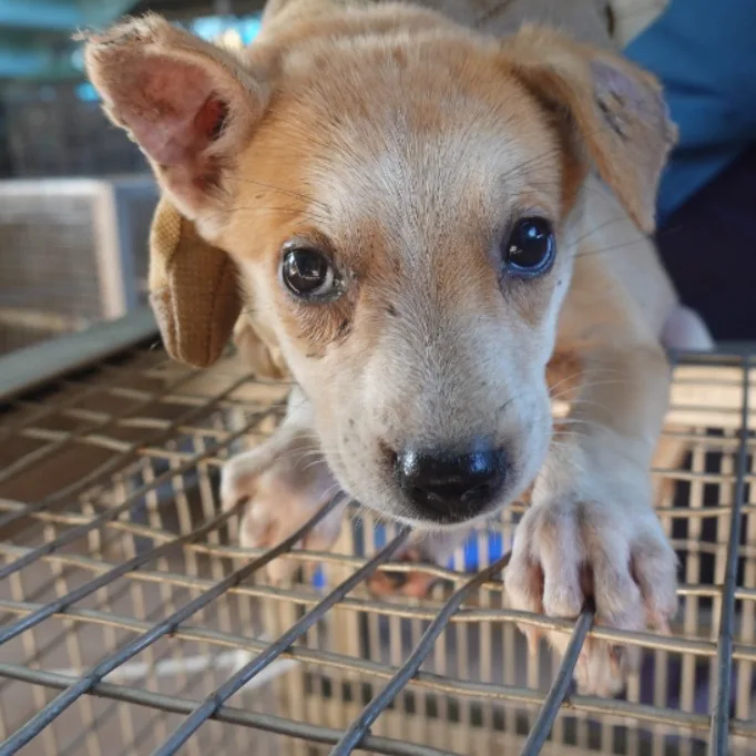 混種犬