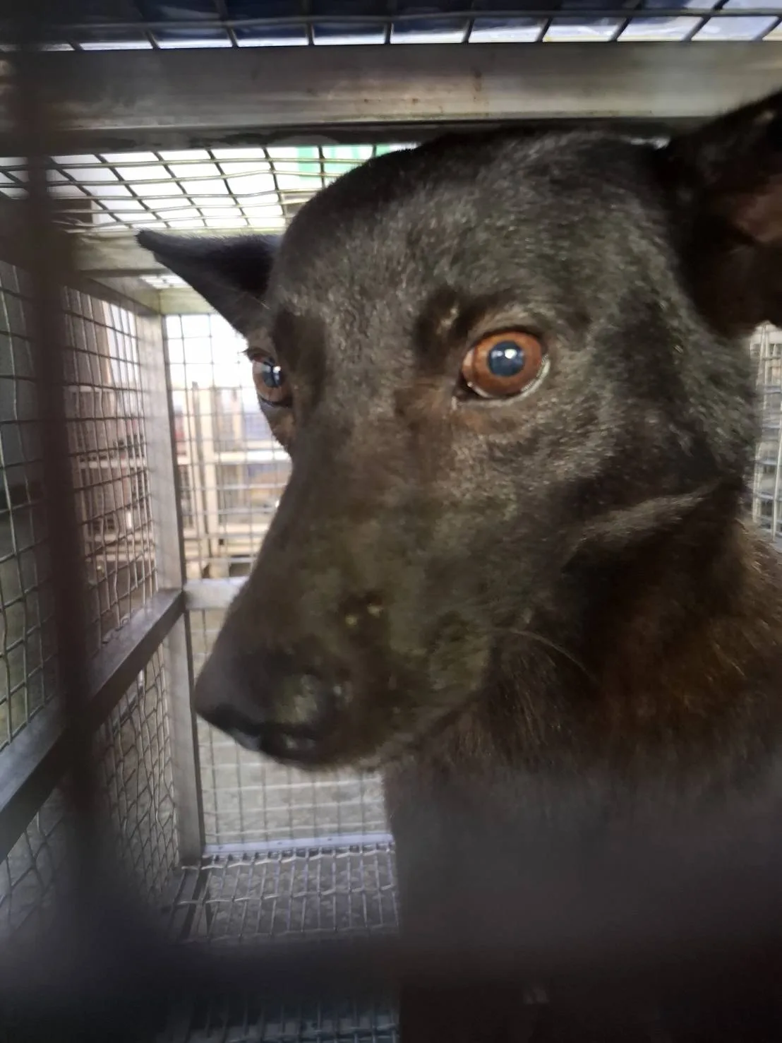 混種犬