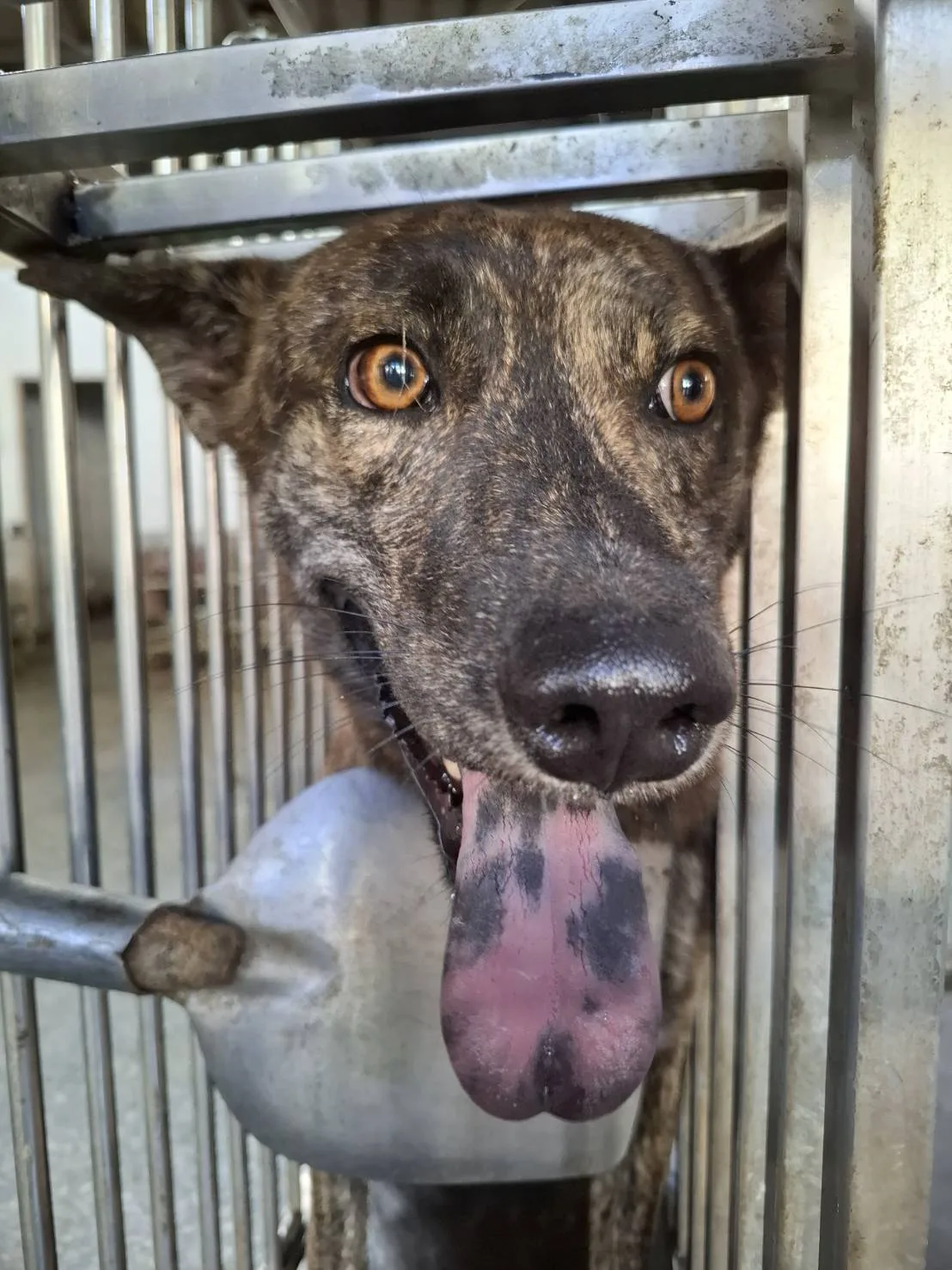 混種犬