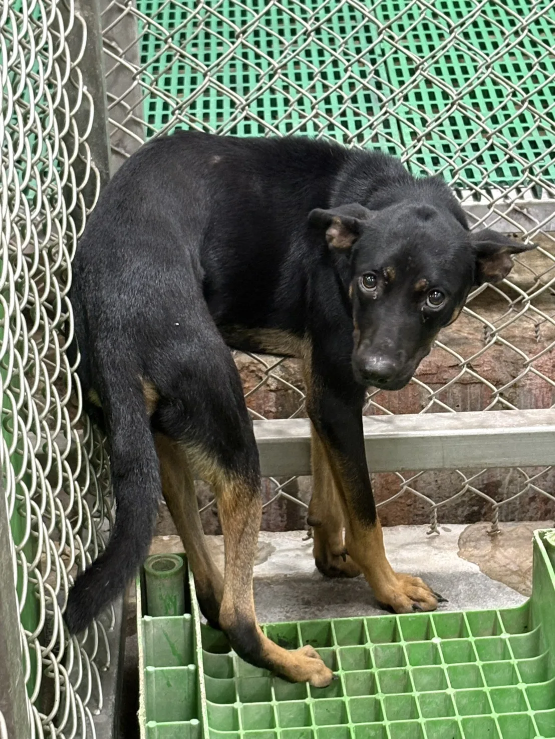 混種犬