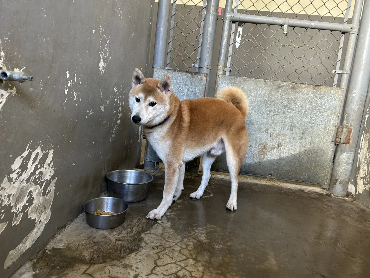 柴犬