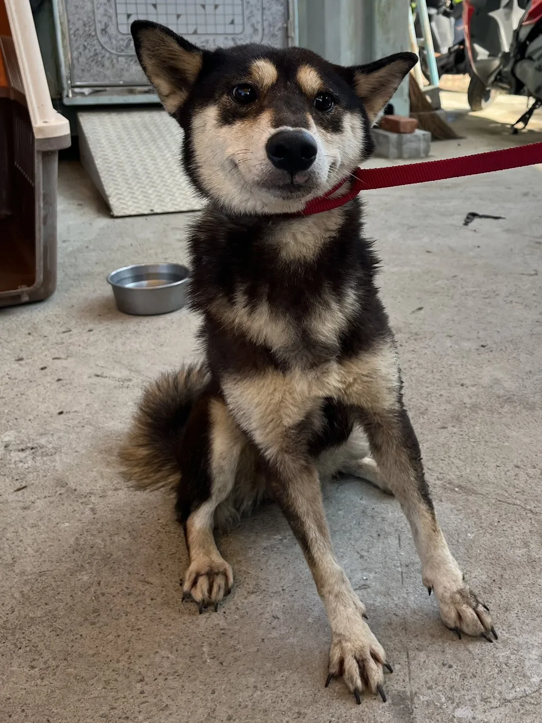 柴犬