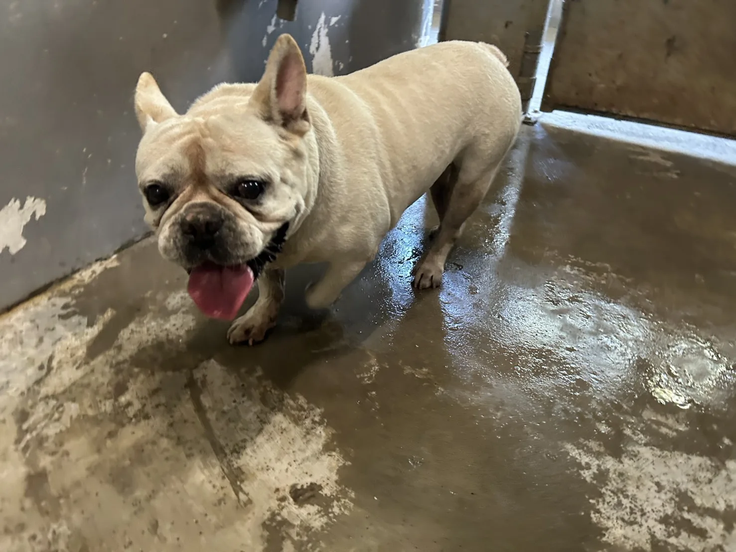 巴哥犬