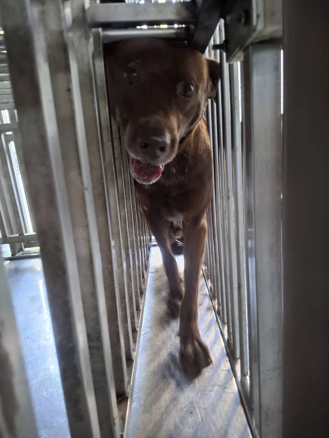 混種犬