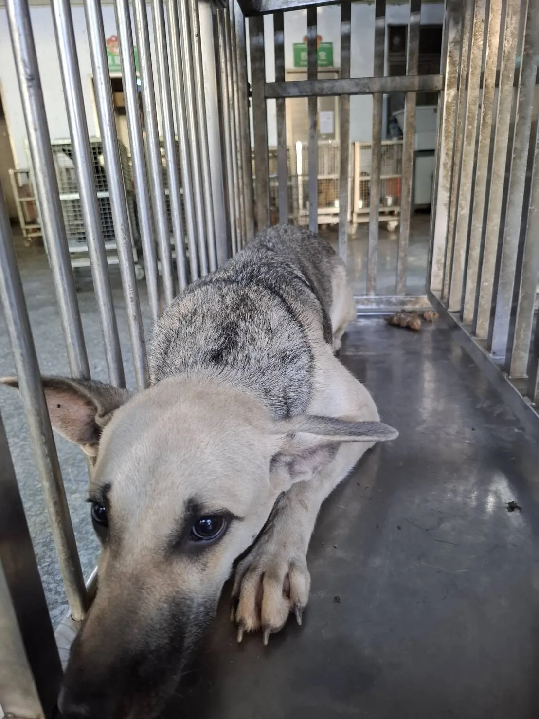混種犬
