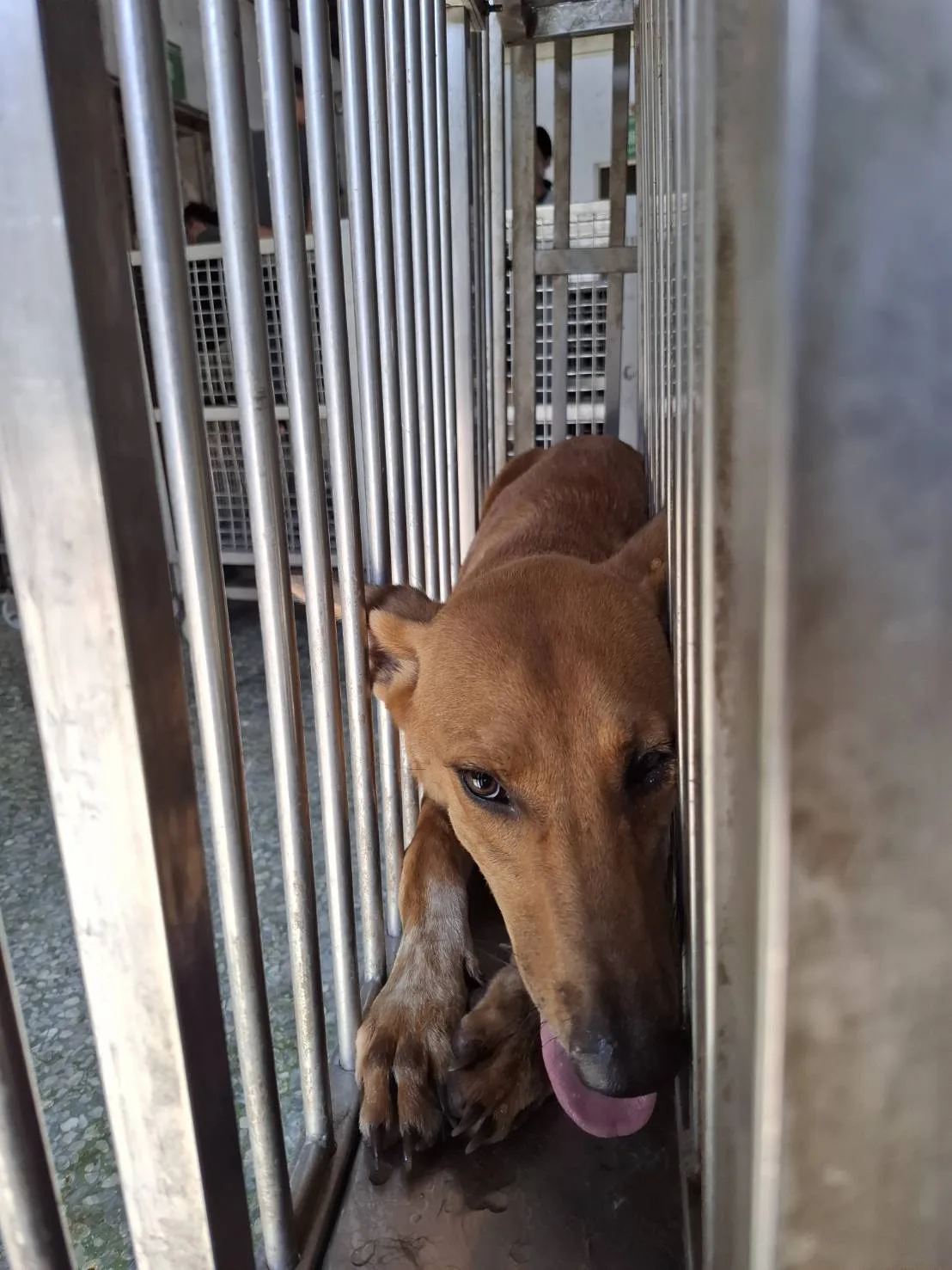 混種犬