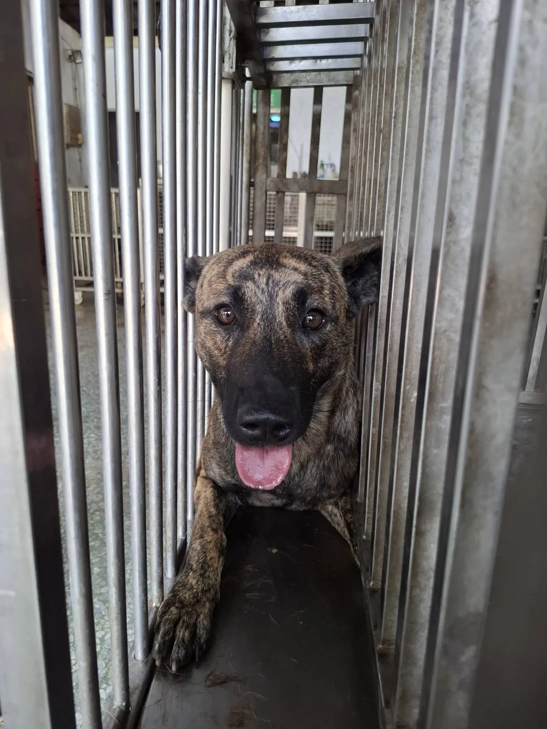 混種犬