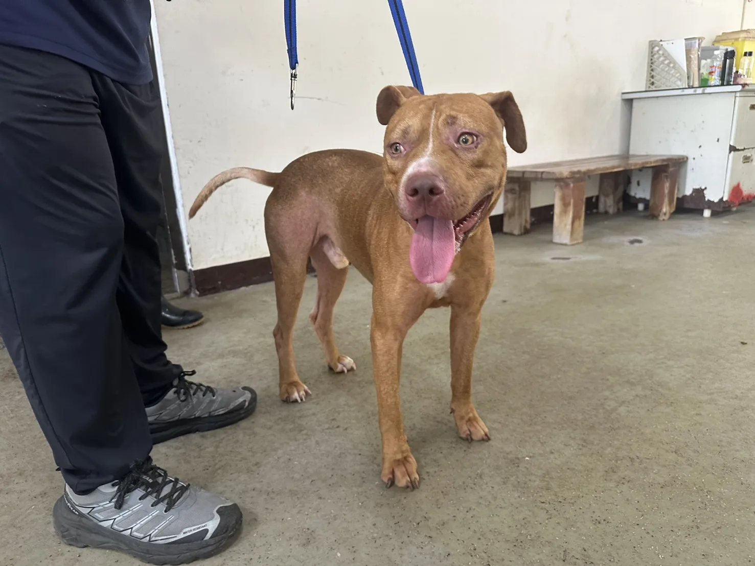 比特犬之混種犬