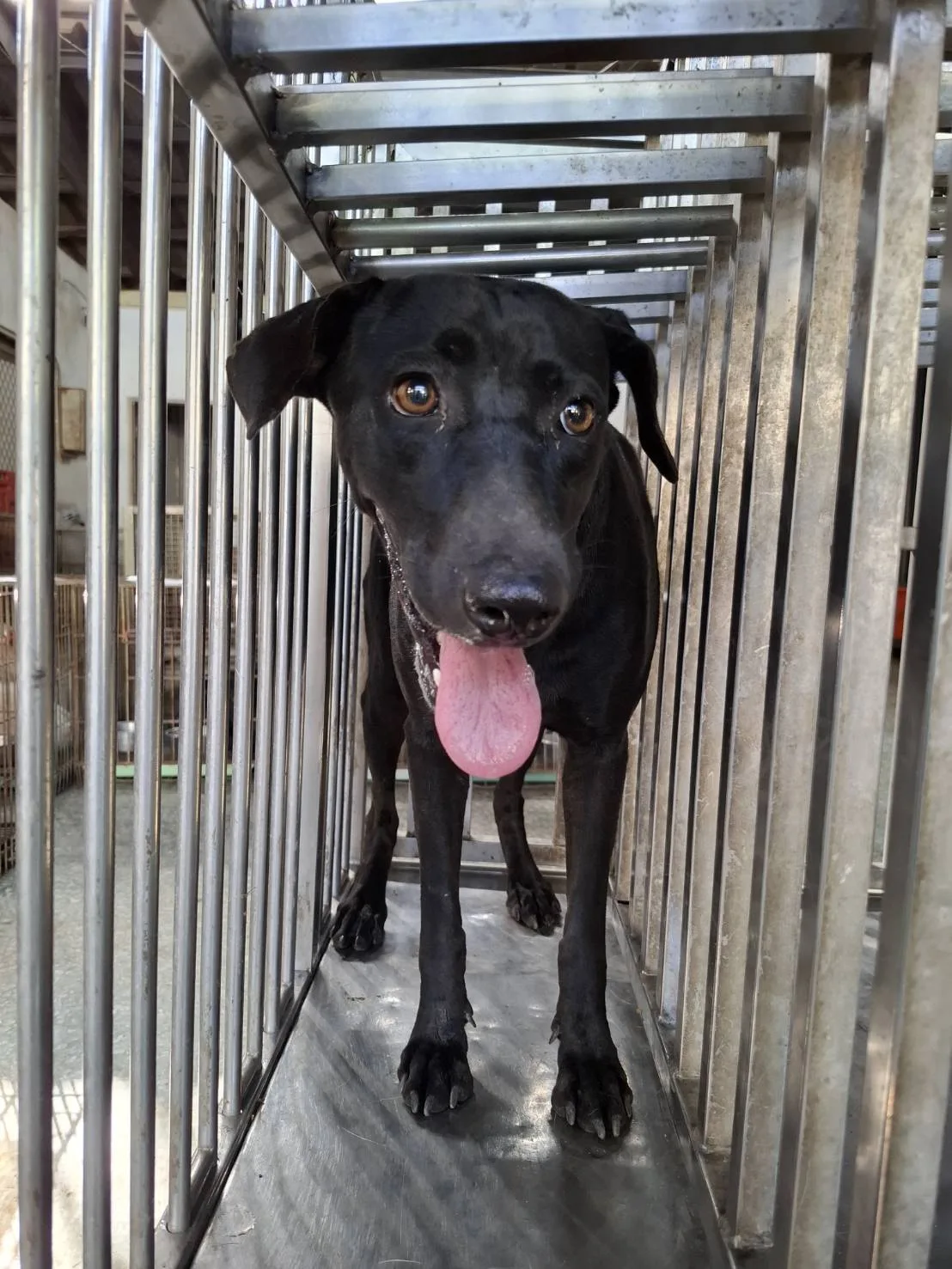 混種犬