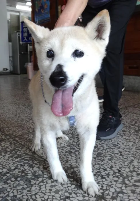 柴犬