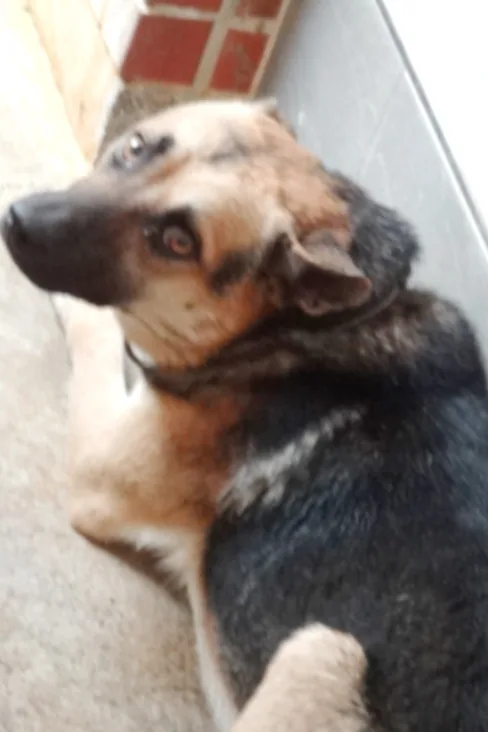 混種犬