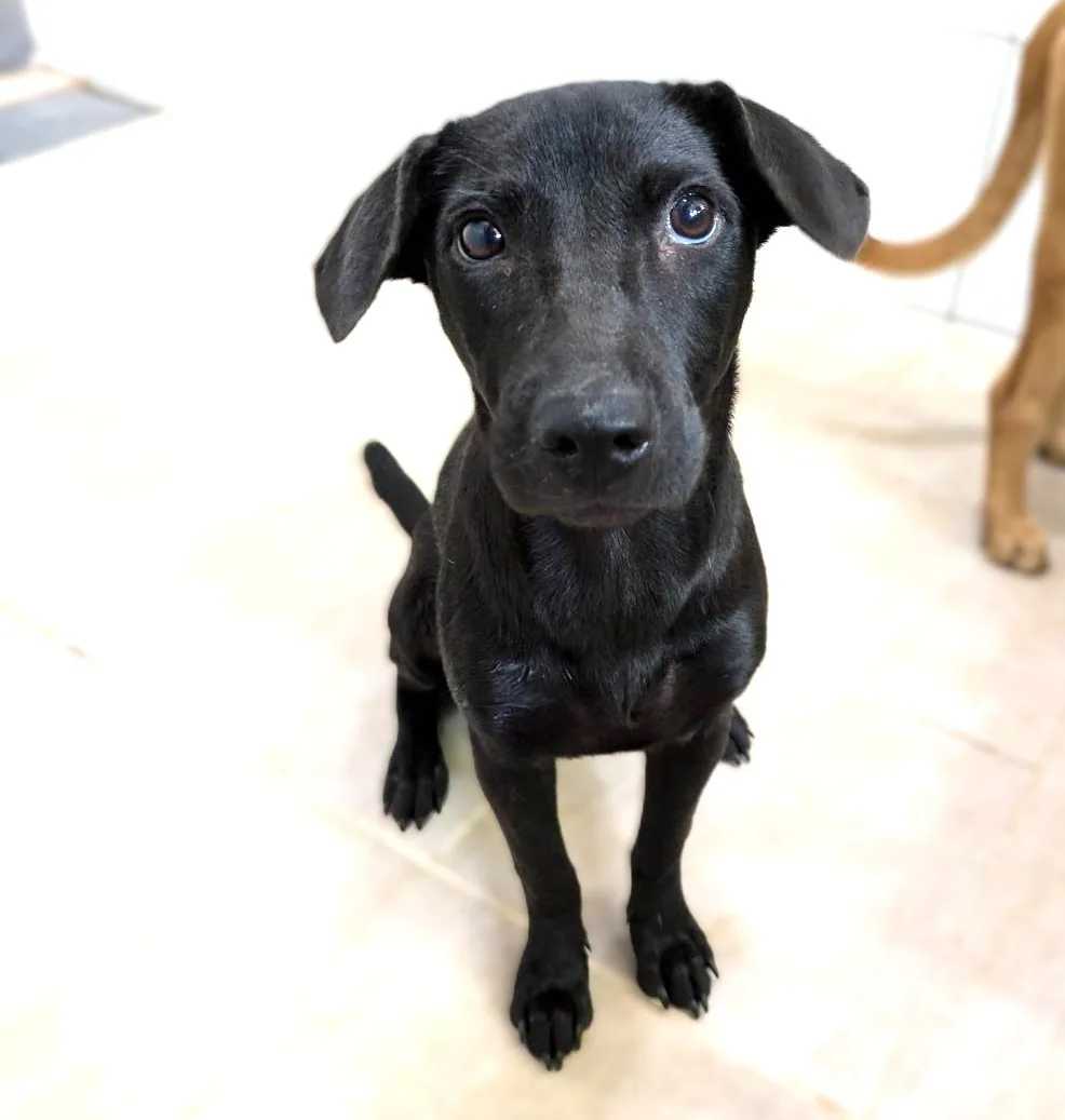 混種犬
