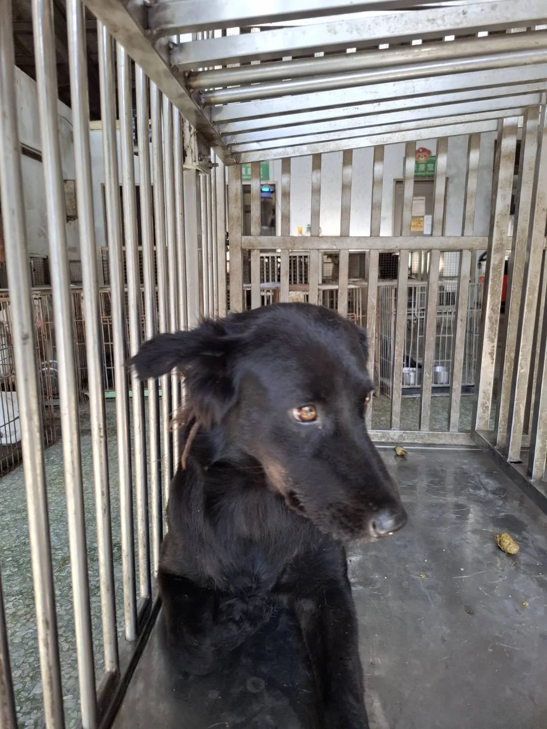 混種犬