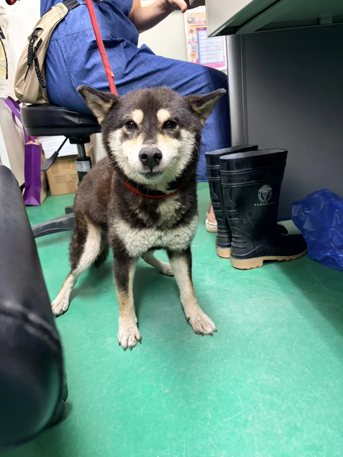 柴犬