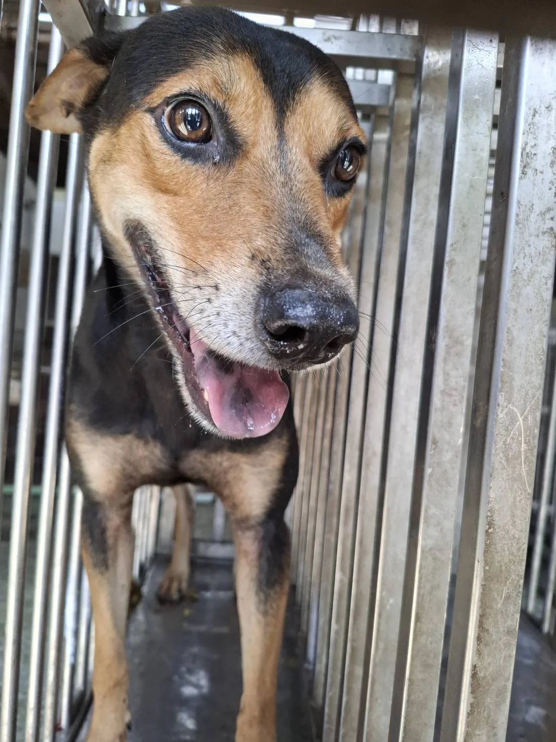 混種犬