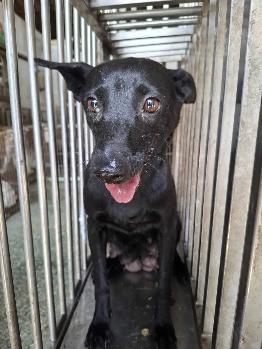 混種犬