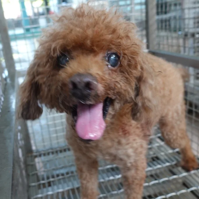 混種犬