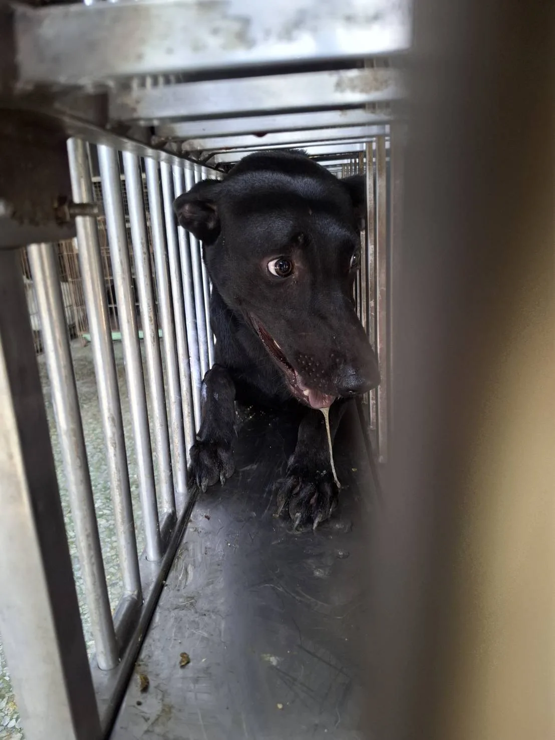 混種犬