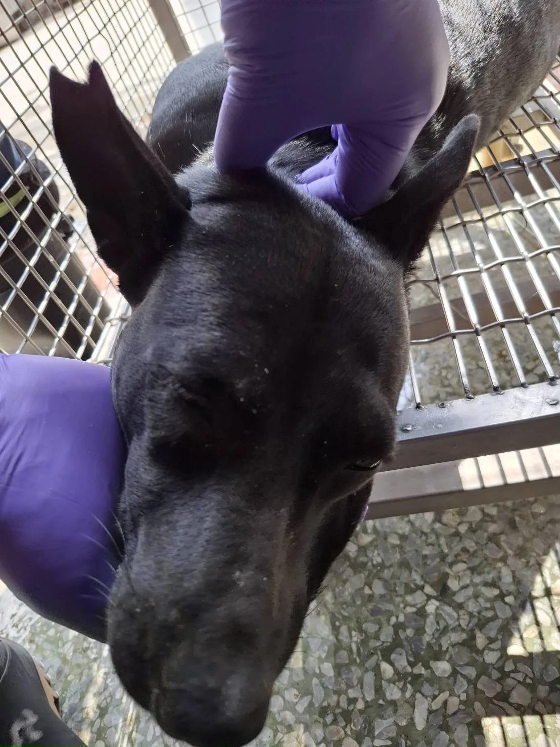 混種犬