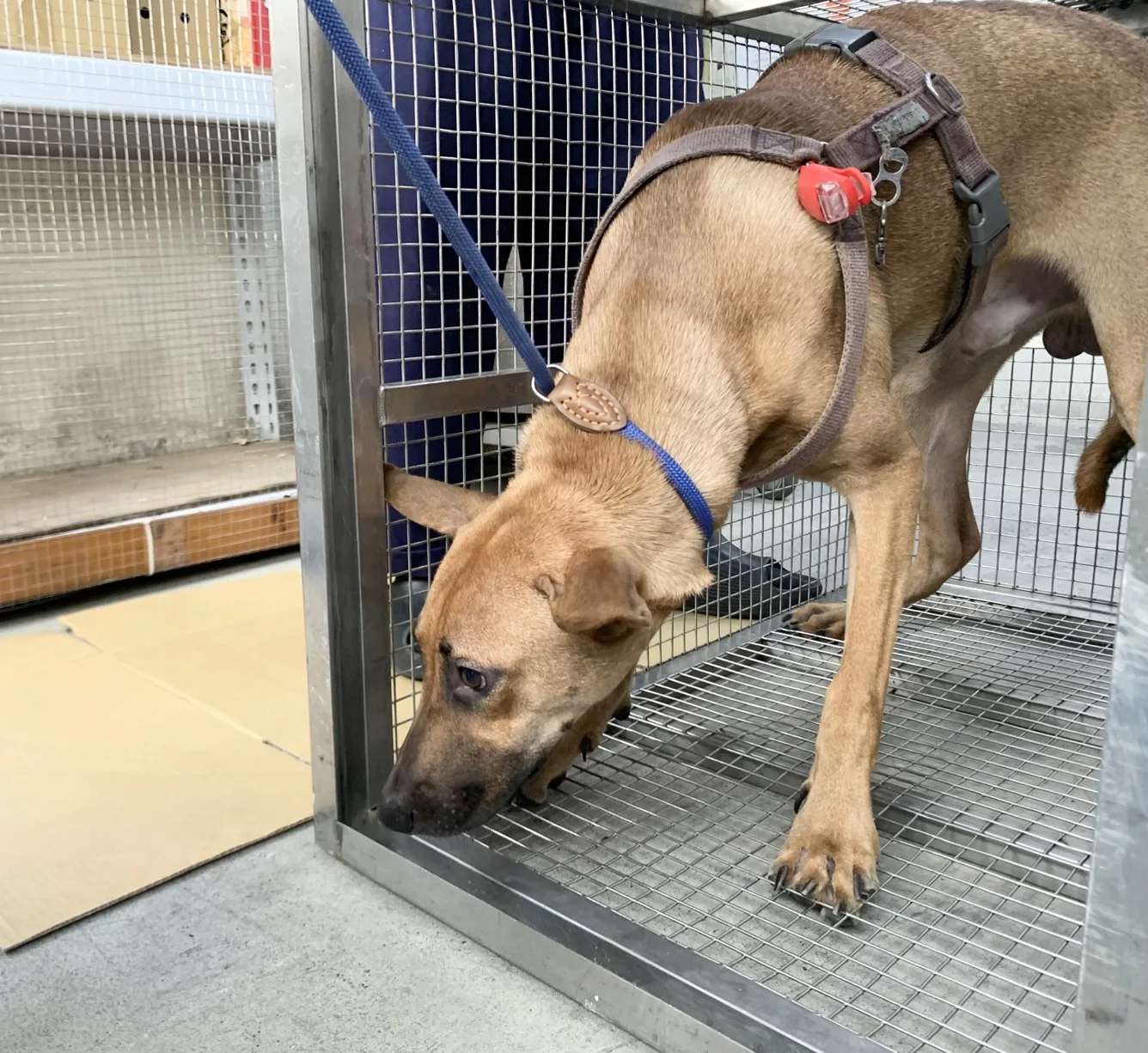 混種犬