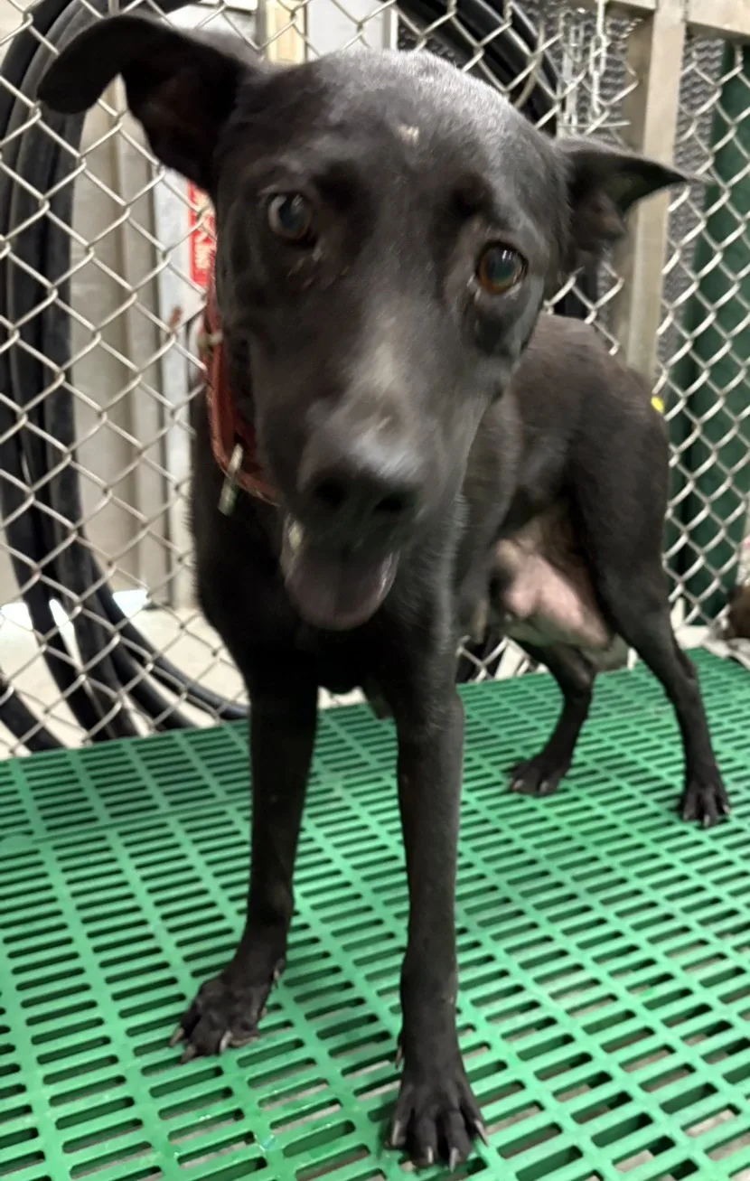 混種犬