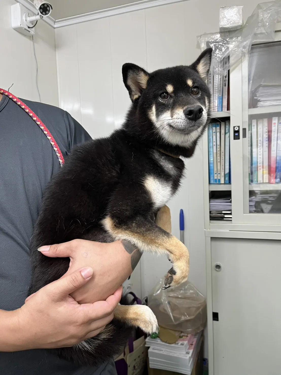 柴犬
