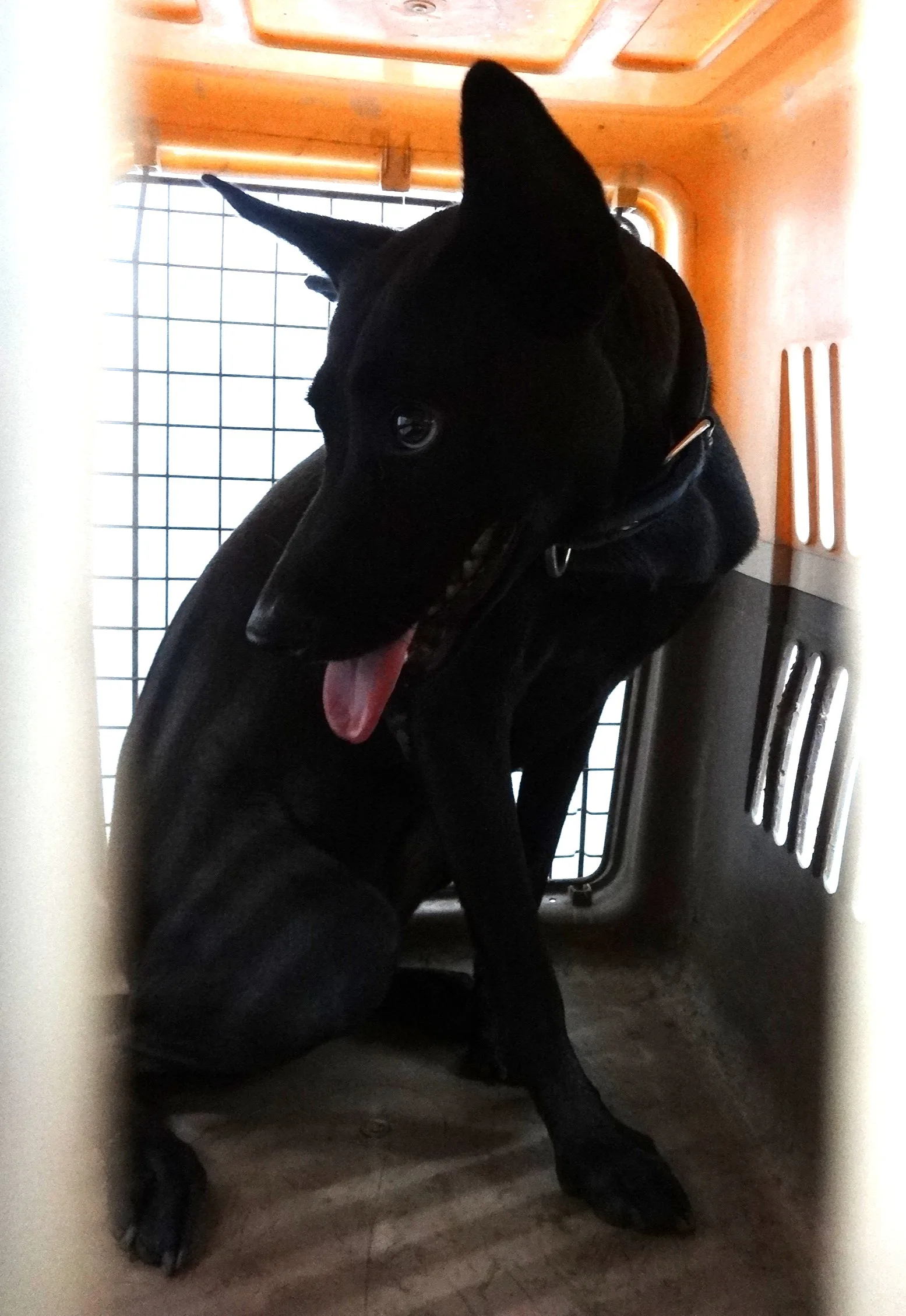 混種犬