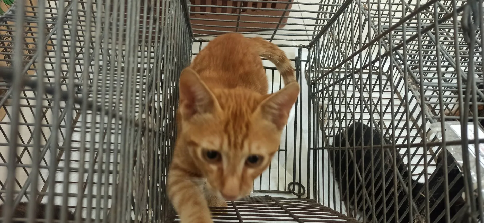 混種貓