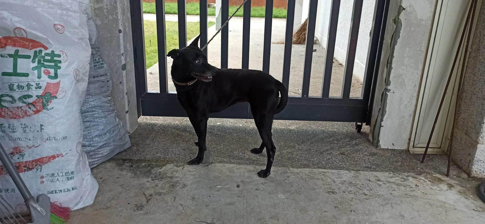 混種犬