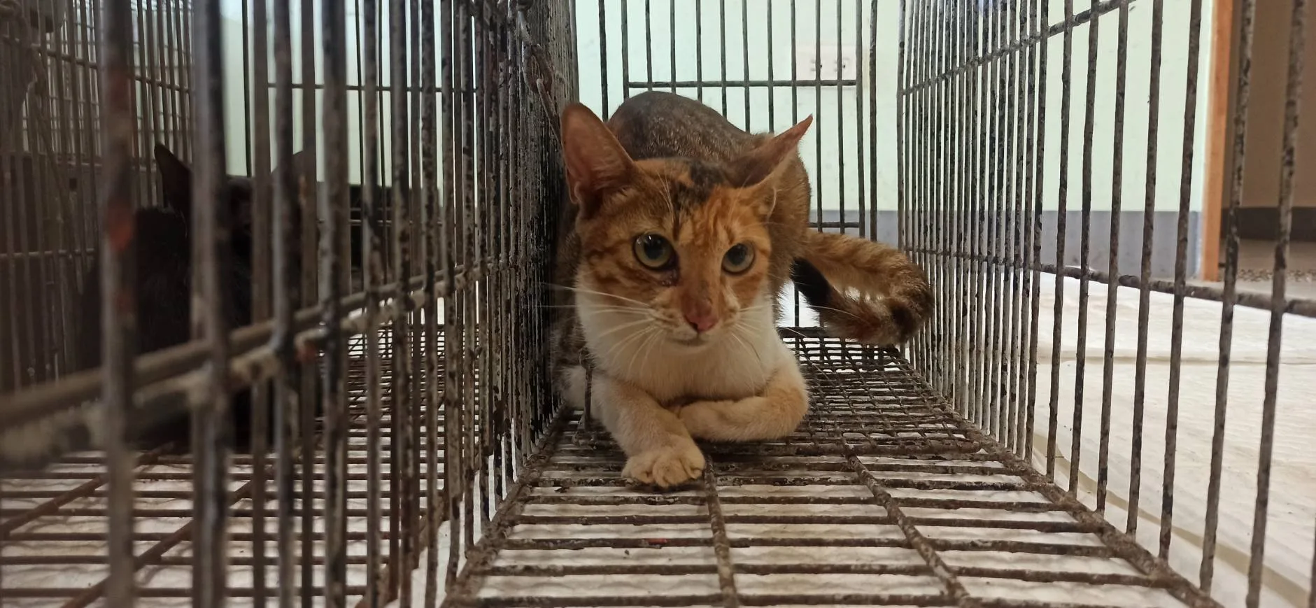 混種貓