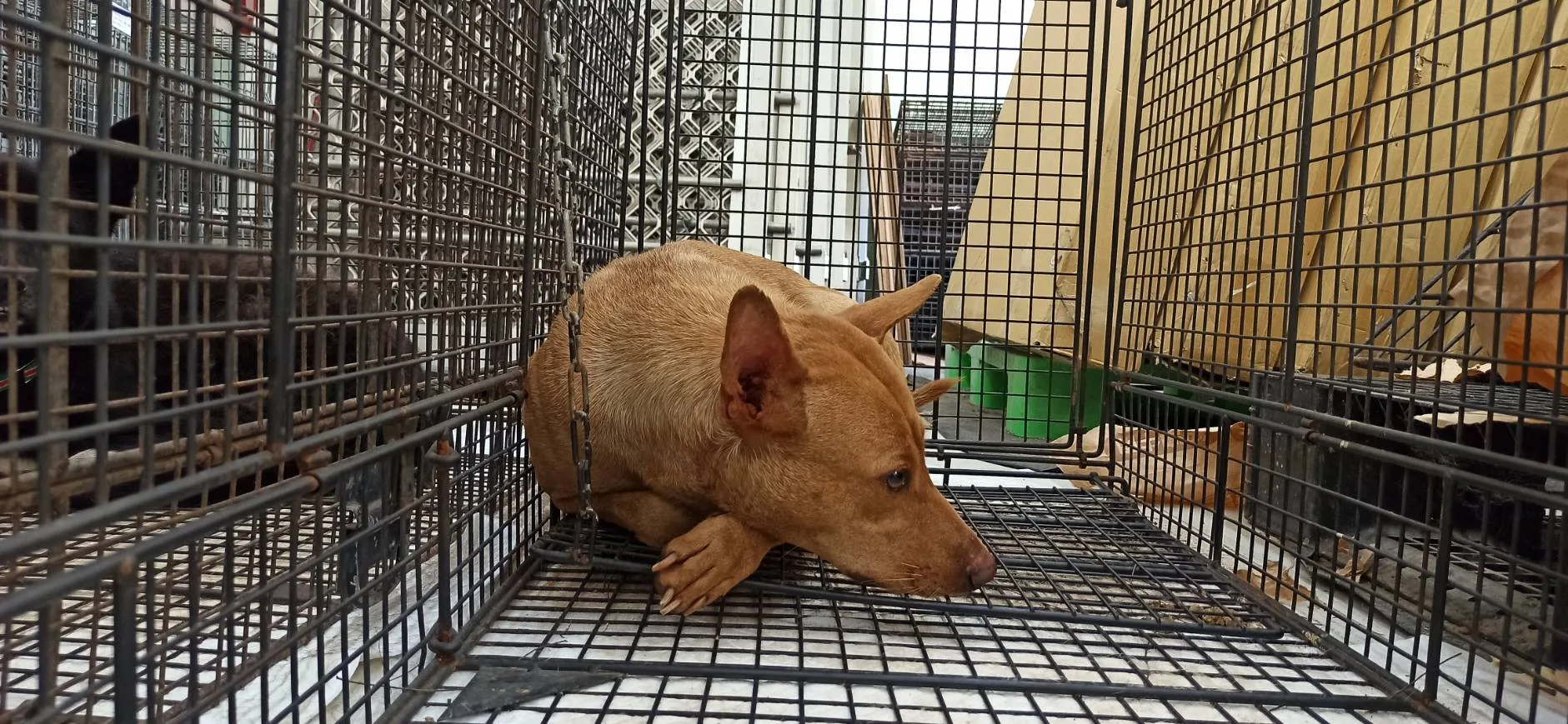 混種犬
