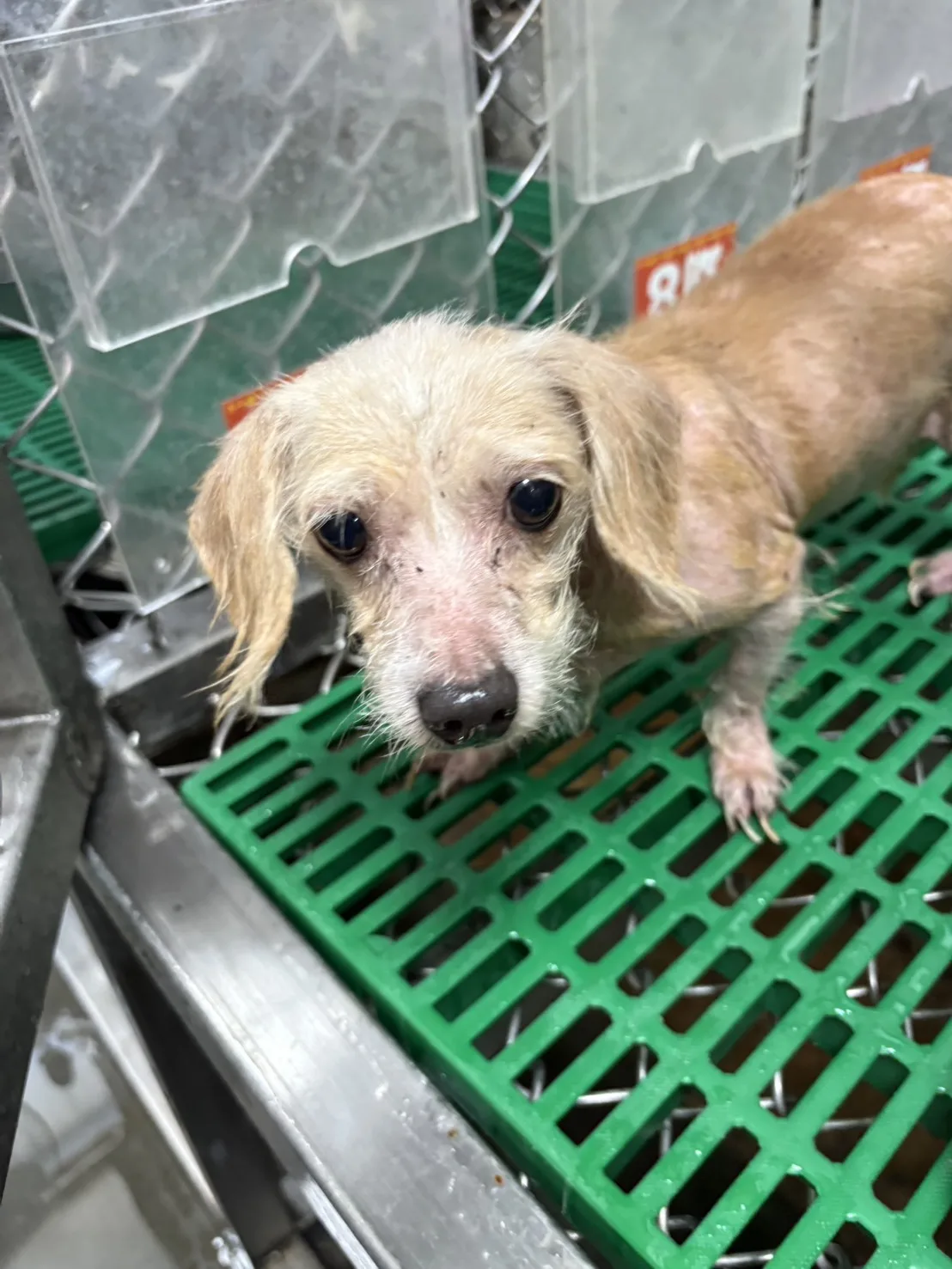 混種犬