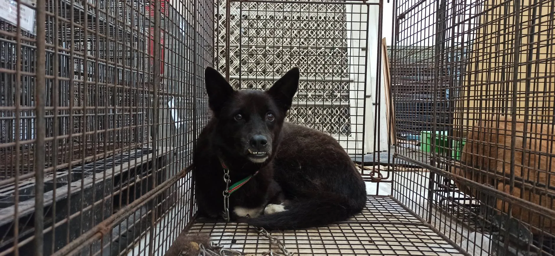 混種犬