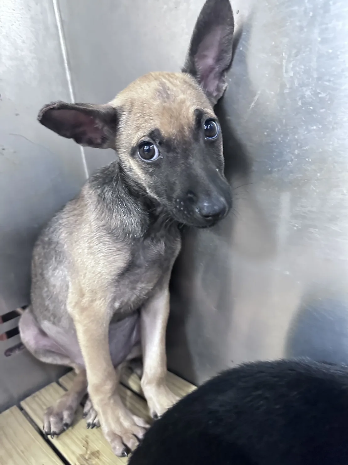 混種犬