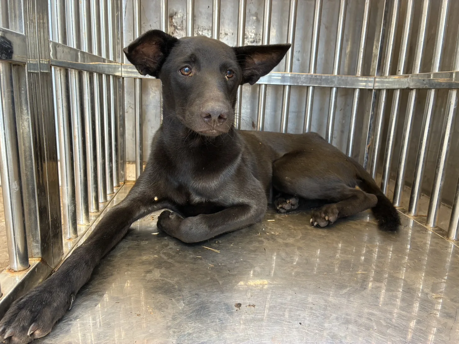混種犬