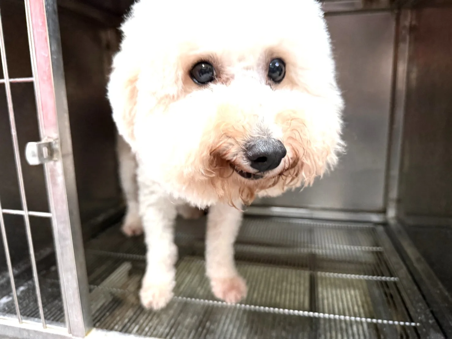 比熊犬