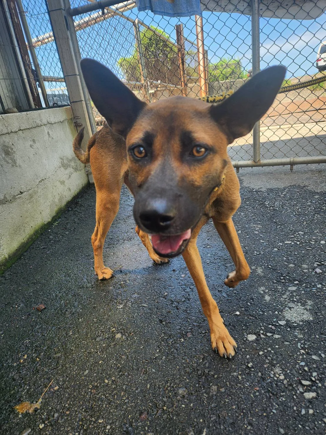混種犬