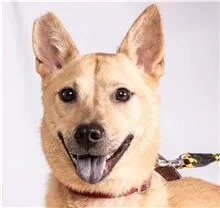 混種犬