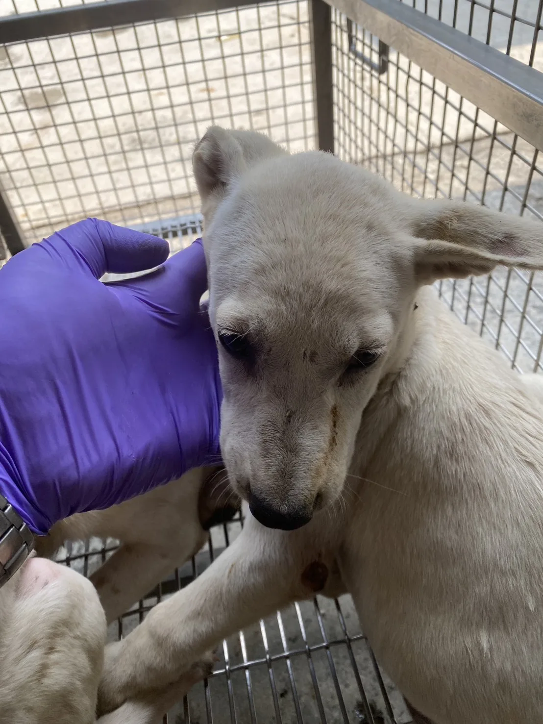 混種犬