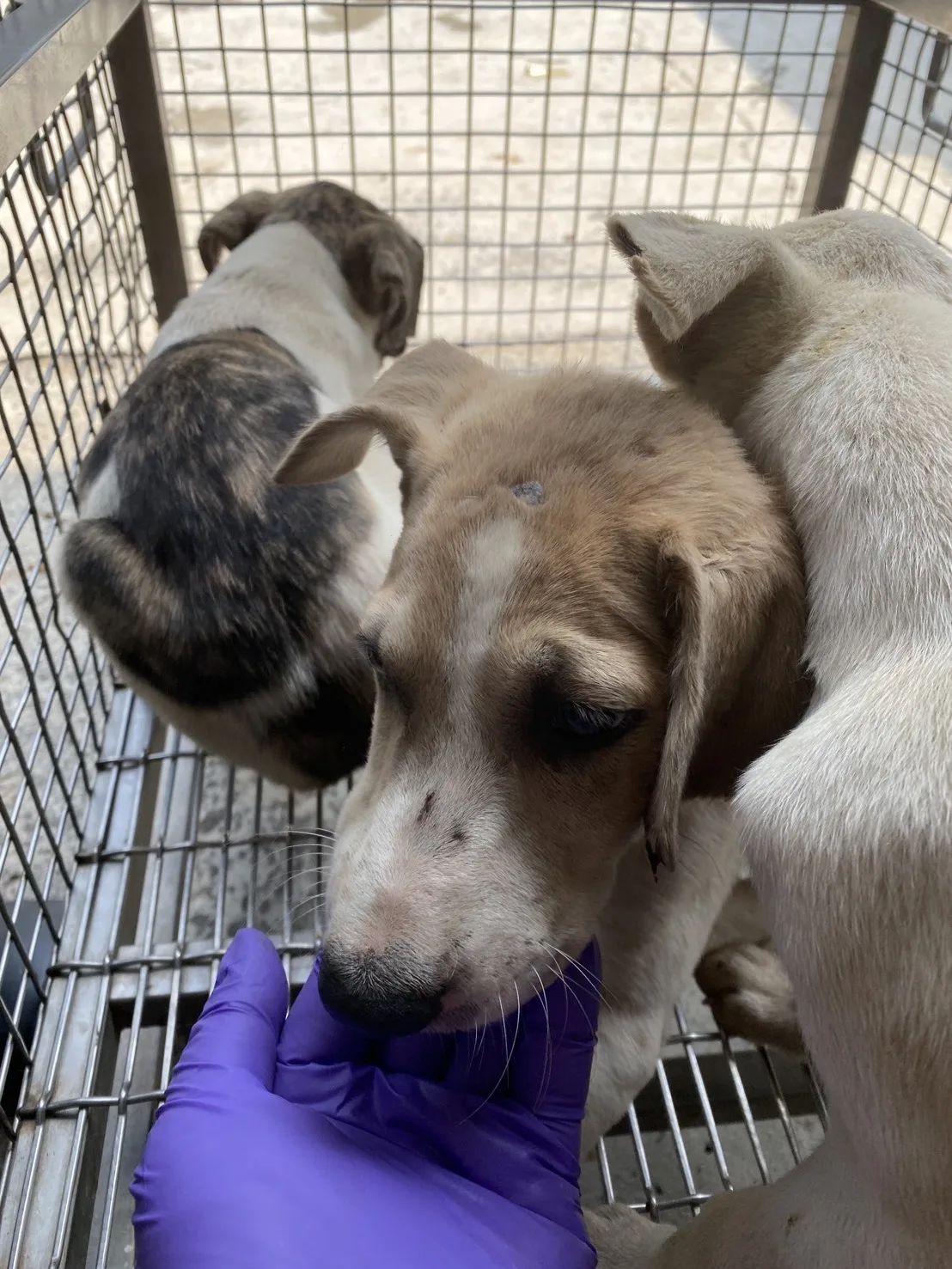 混種犬