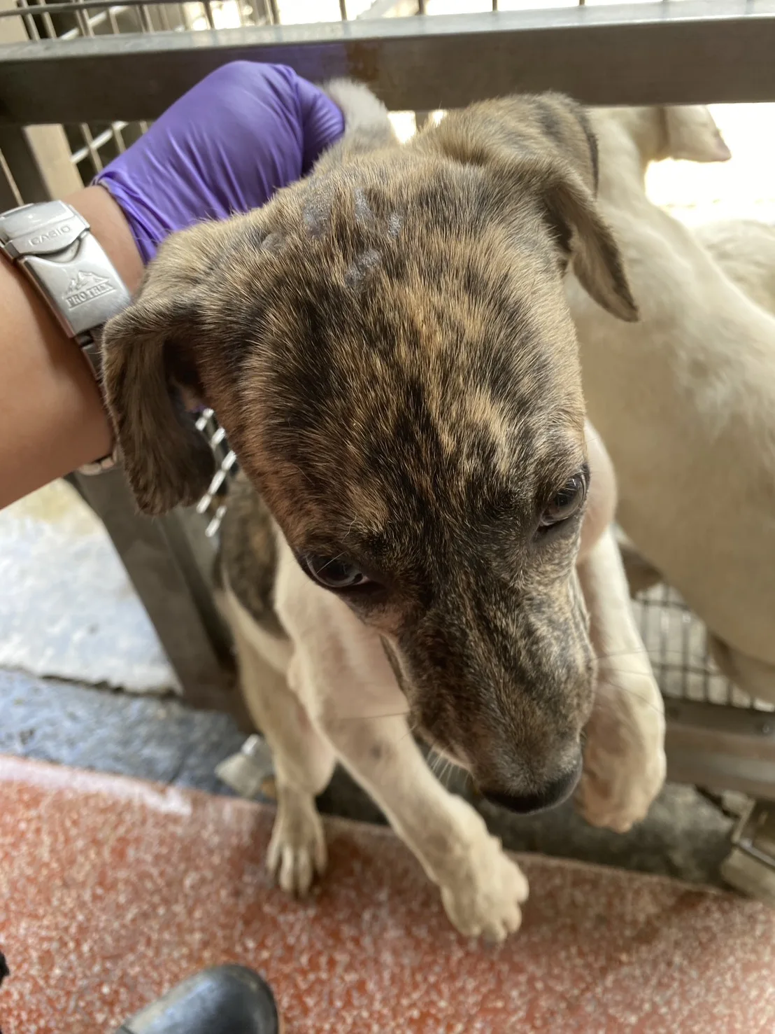 混種犬
