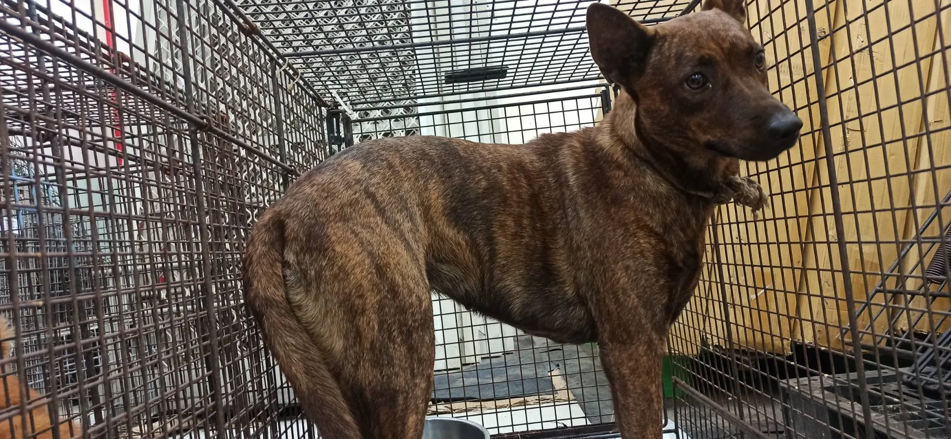 混種犬