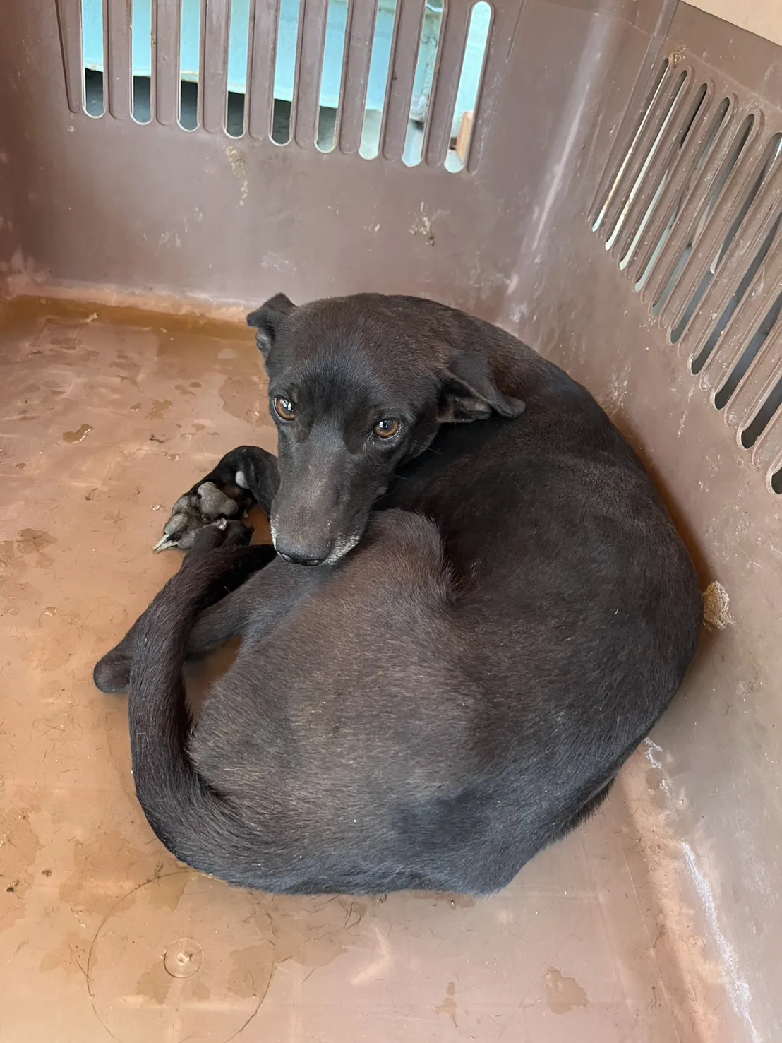 混種犬