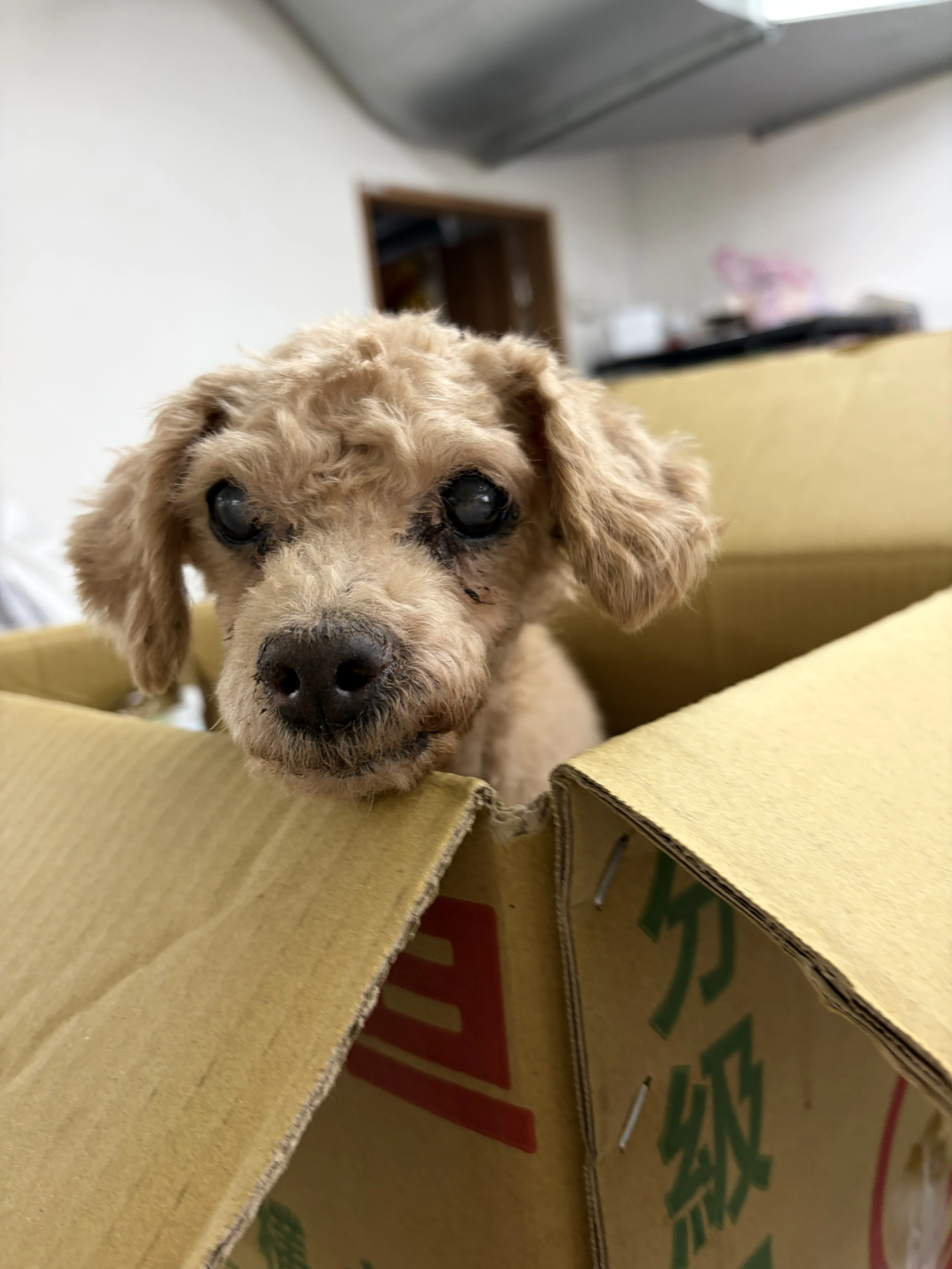 貴賓犬