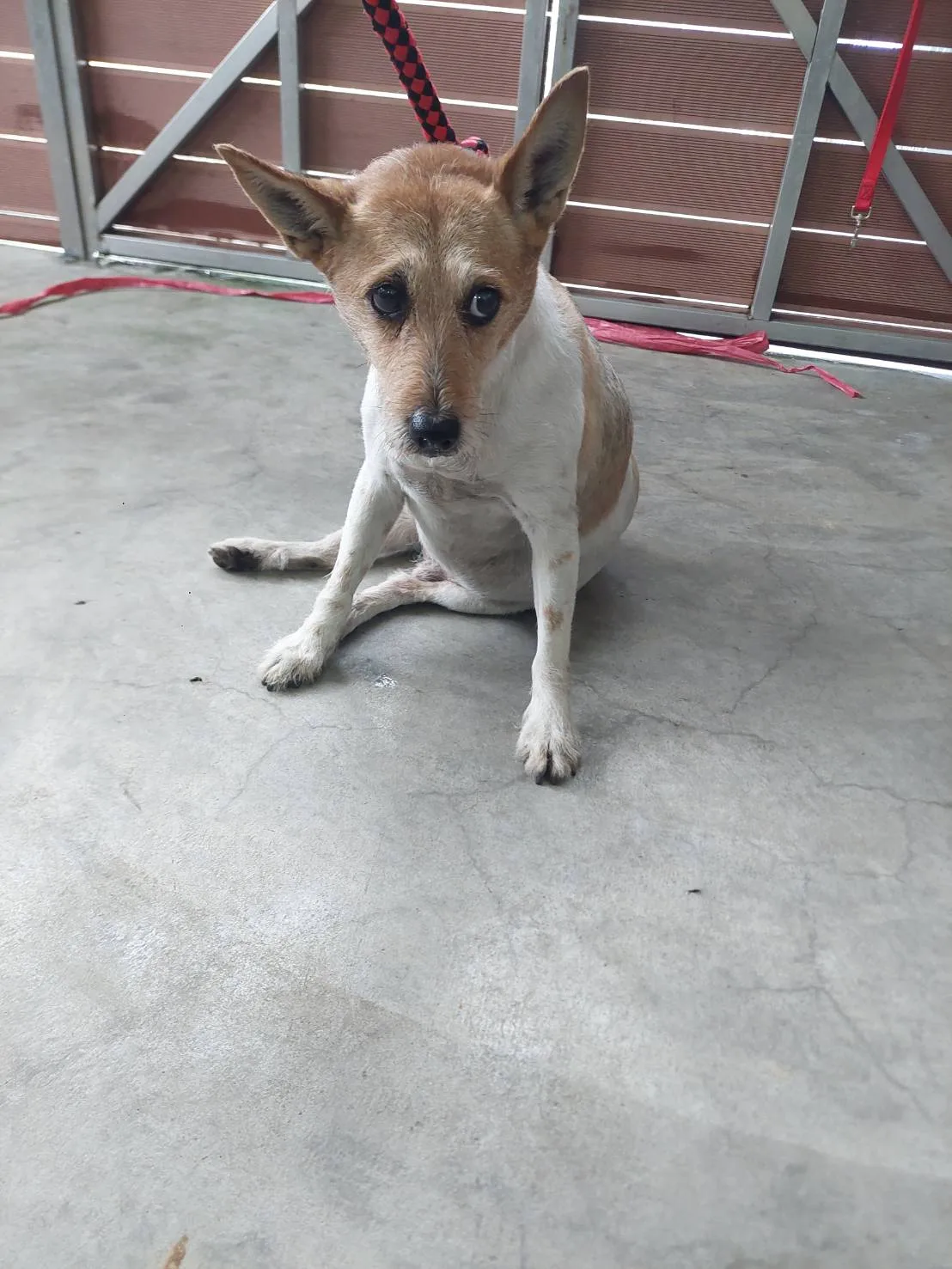 混種犬