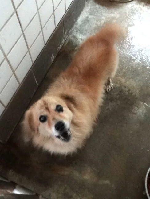 混種犬