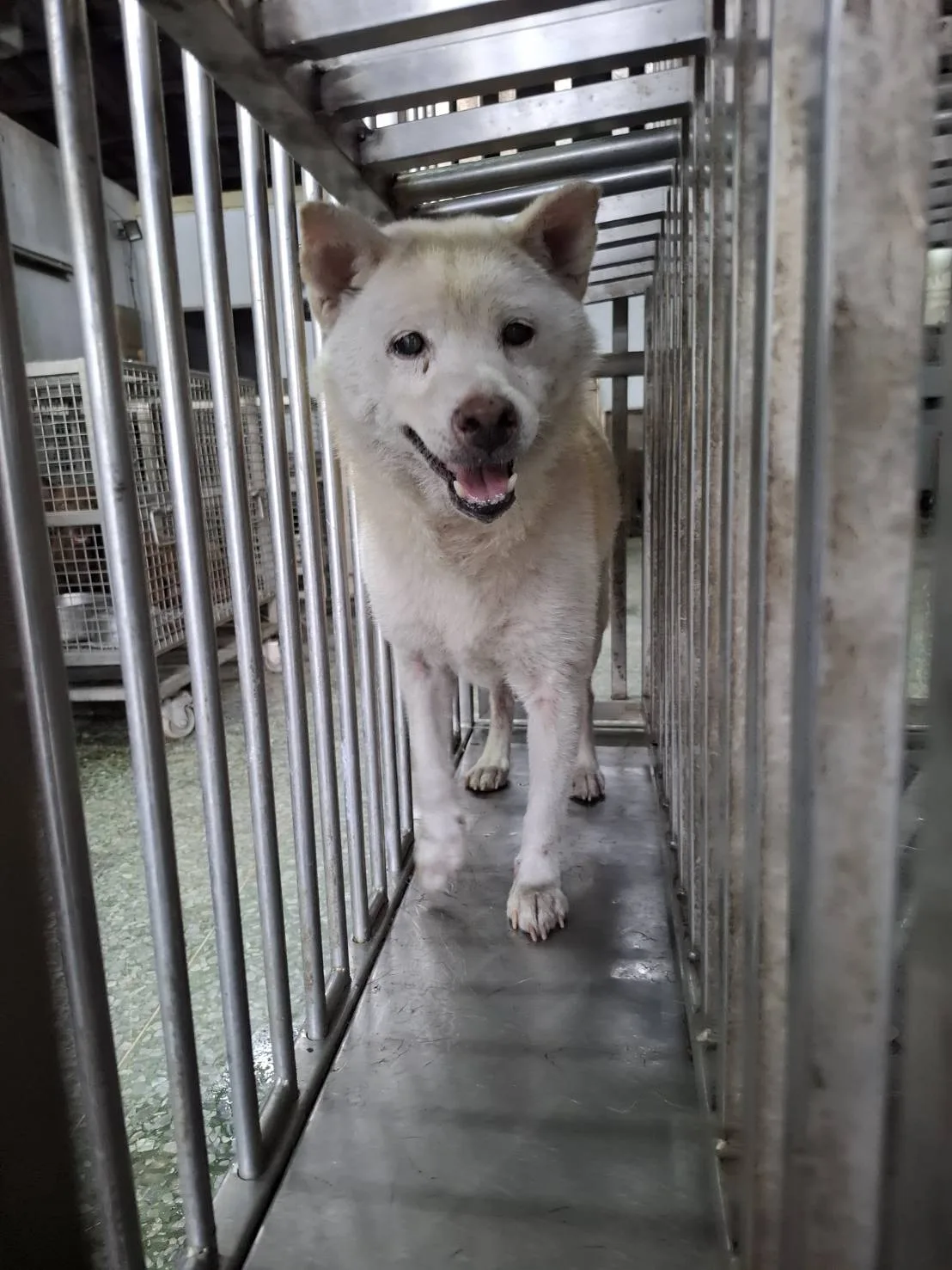 柴犬