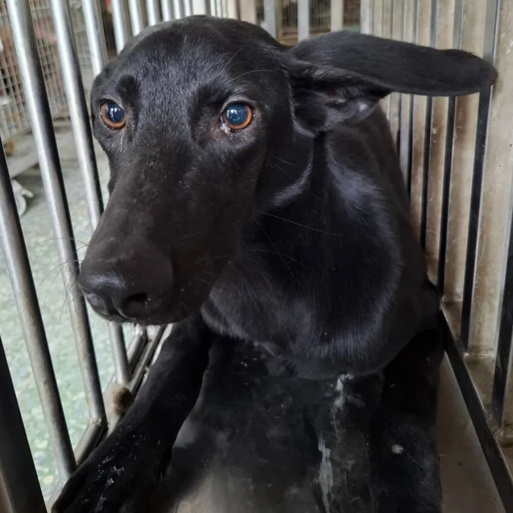 混種犬