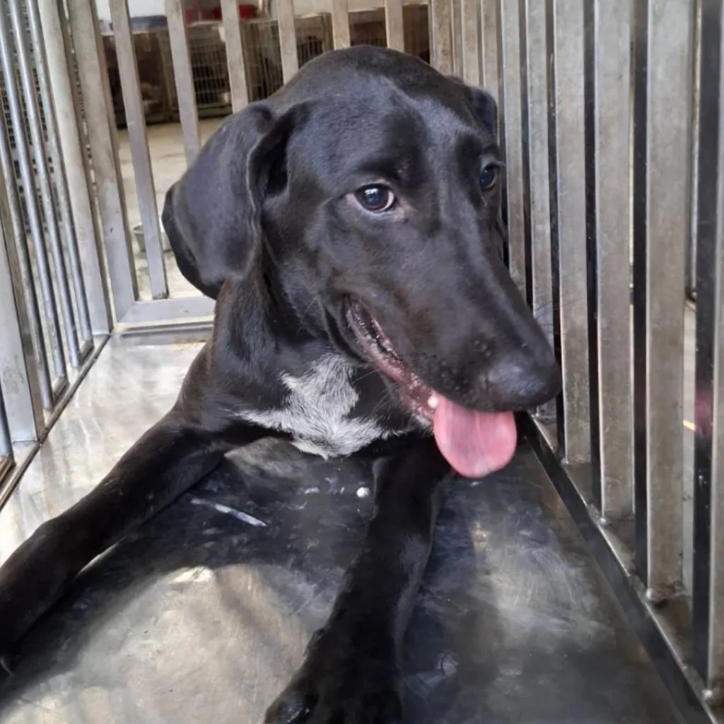 混種犬